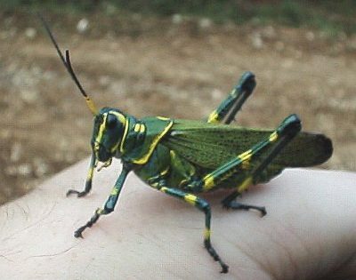 Grasshopper Irony
