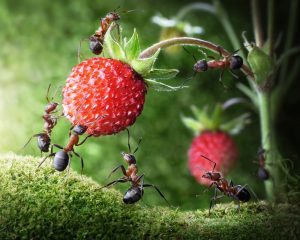 Scout ants carry fruit for Parshat Shlach