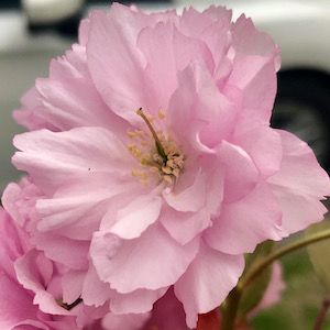 A single pink cherry blossom, intricately formed, illustrating an argument about the Creator's intelligence.