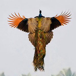 Peacock in flight, hovering, wings spread like a condor, illustrating a post about numinous beauty.