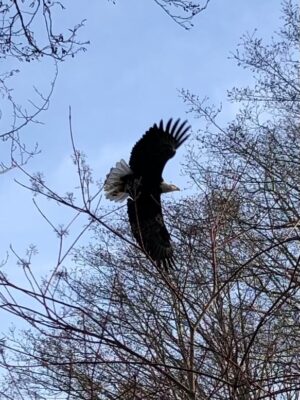 Eagle: Divine Mother