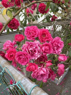 Roses growing near a chain link fence in a city, illustrating a post about devekut, seeing God everywhere
