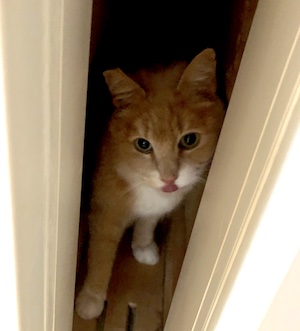 Cat sitting in a small space between two walls sticking out its tongue illustrating a post about boundaries