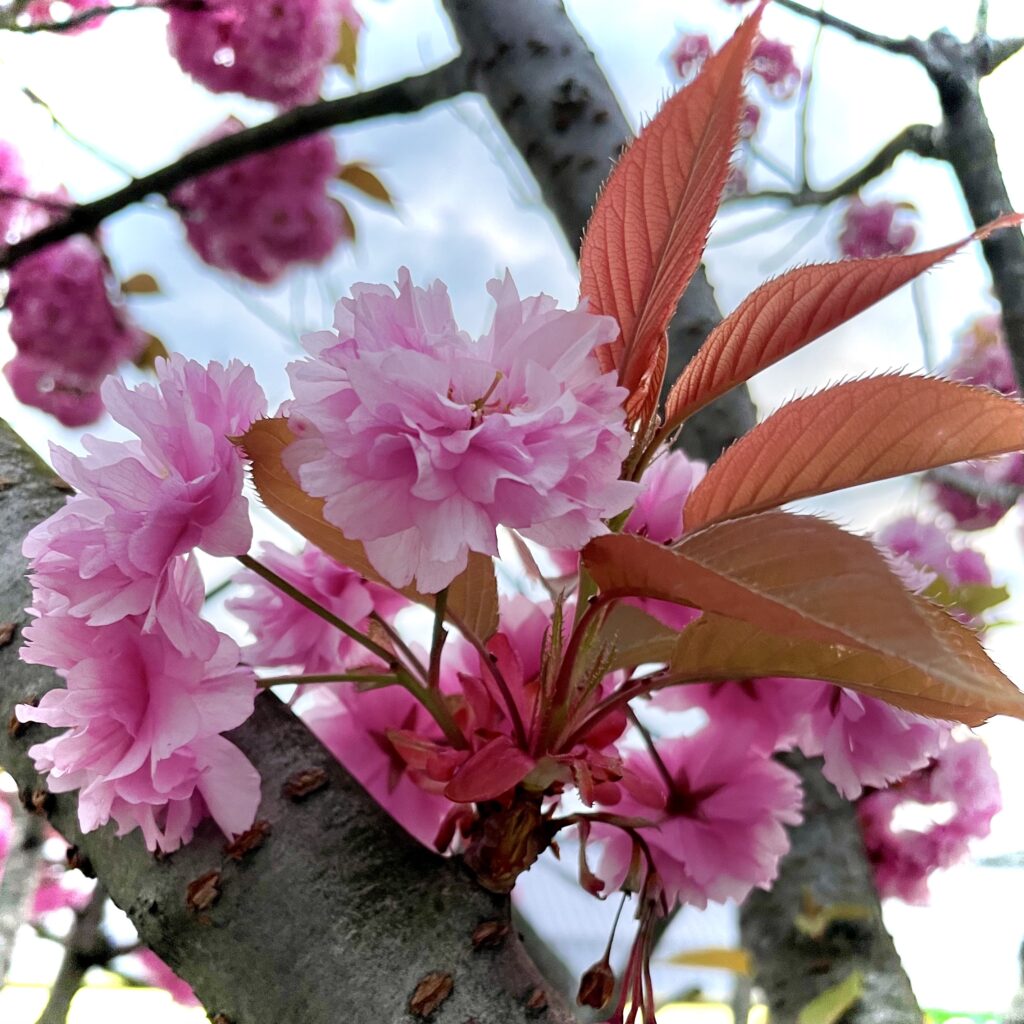 Gorgeous early spring cherry blossoms illustrating a post about the mystery of time