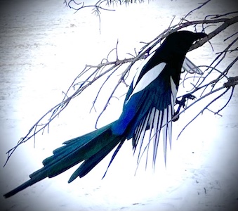 Beautiful magpie beauty on a branch, its flight feathers spread