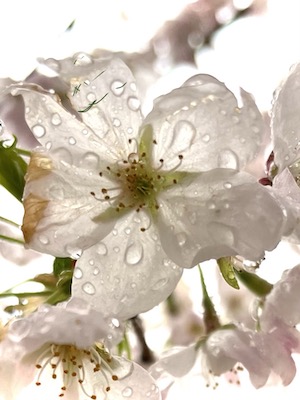 Early spring white cherry blossom with droplets of spring rain on it