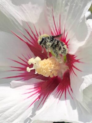 A bee covered in pollen in a hibiscus flower, illustrating a post about the breath of all life praising God